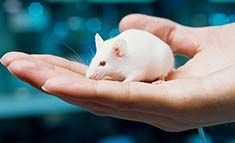 ES细胞策略条件性基因敲除小鼠