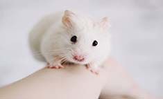 染色体工程小鼠构建服务