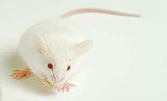 ES细胞策略构建基因突变小鼠